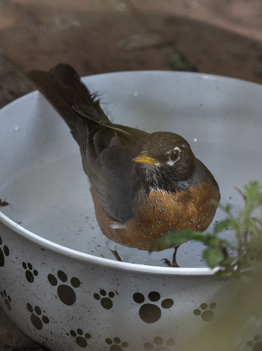 Bath interrupted