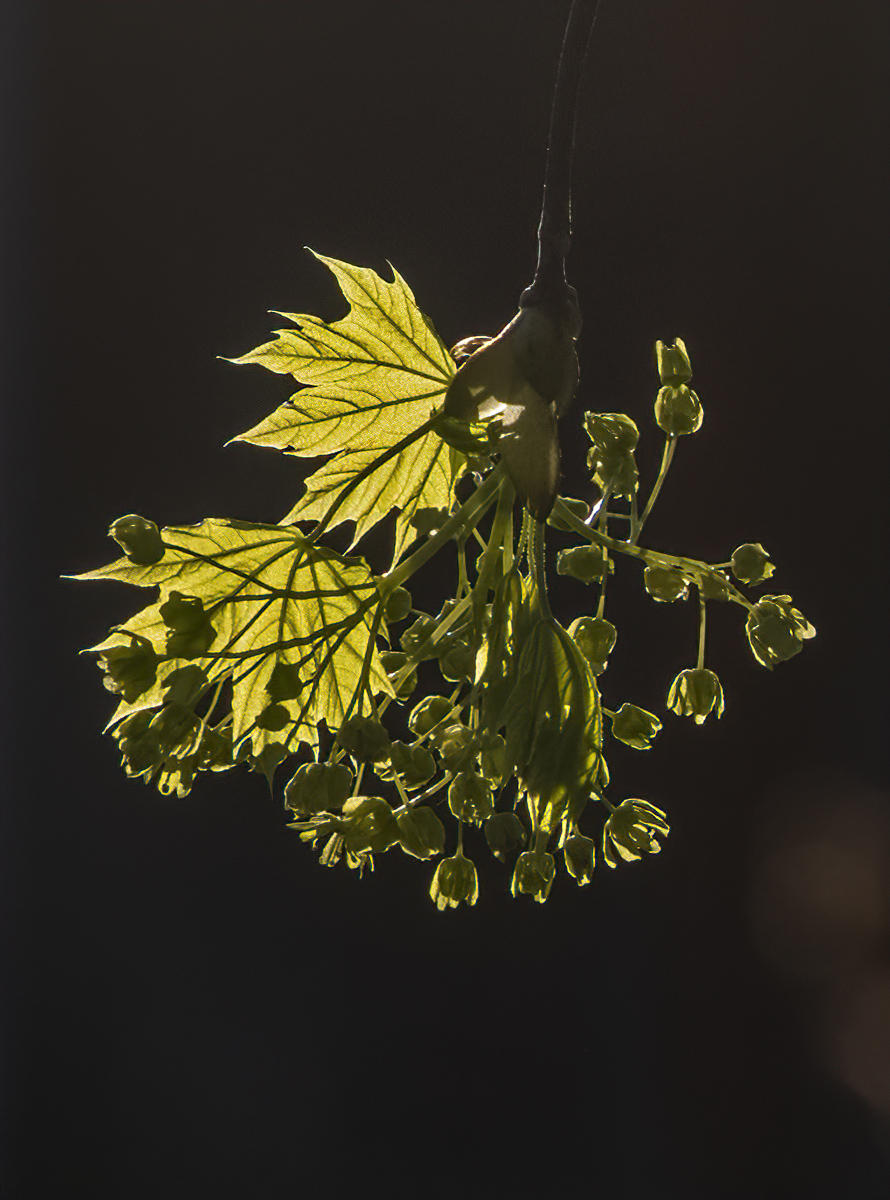 New growth