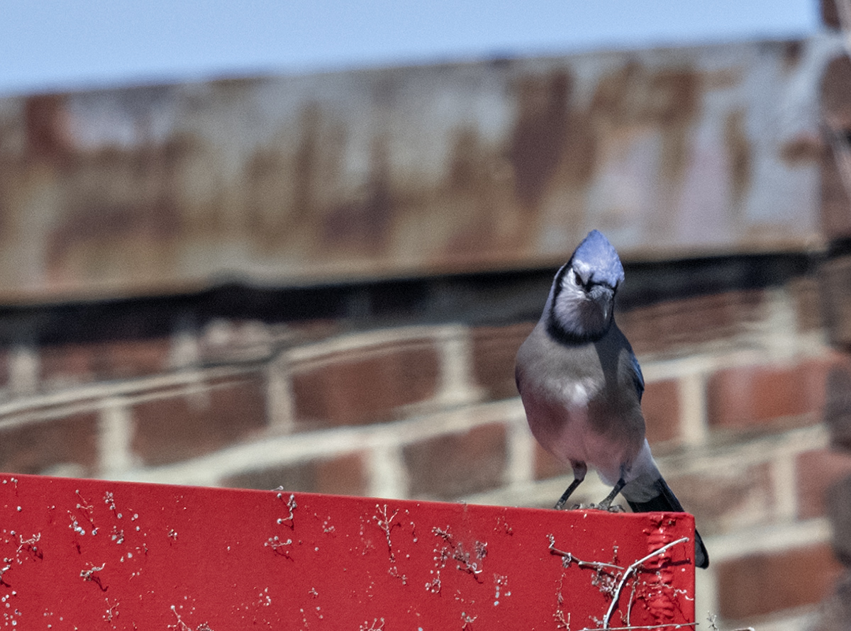 The elusive blue jay