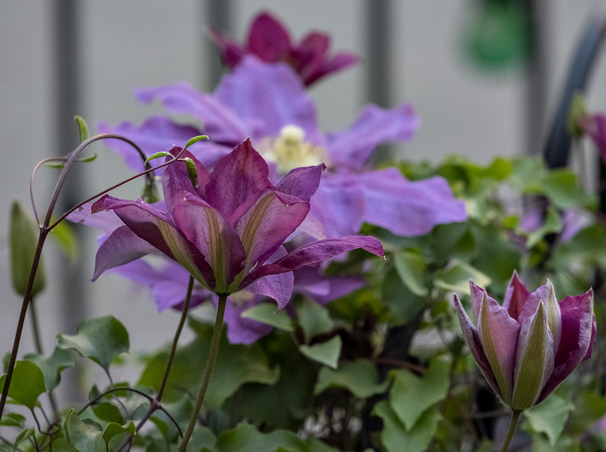 A sad Easter in our garden