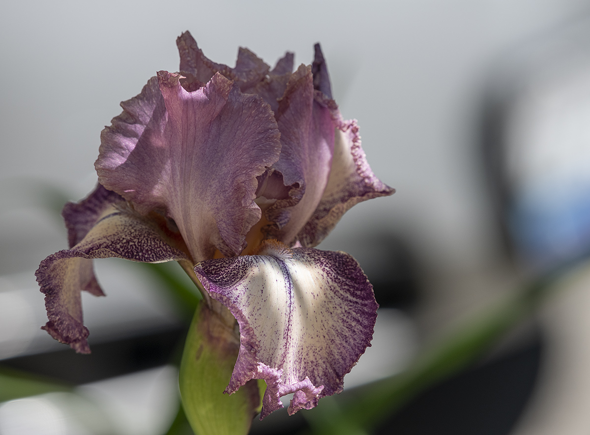 Shady iris