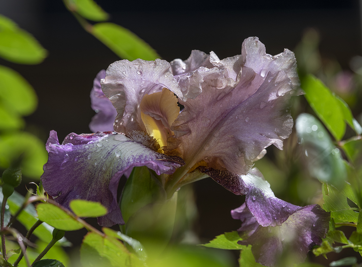 Heart of the iris
