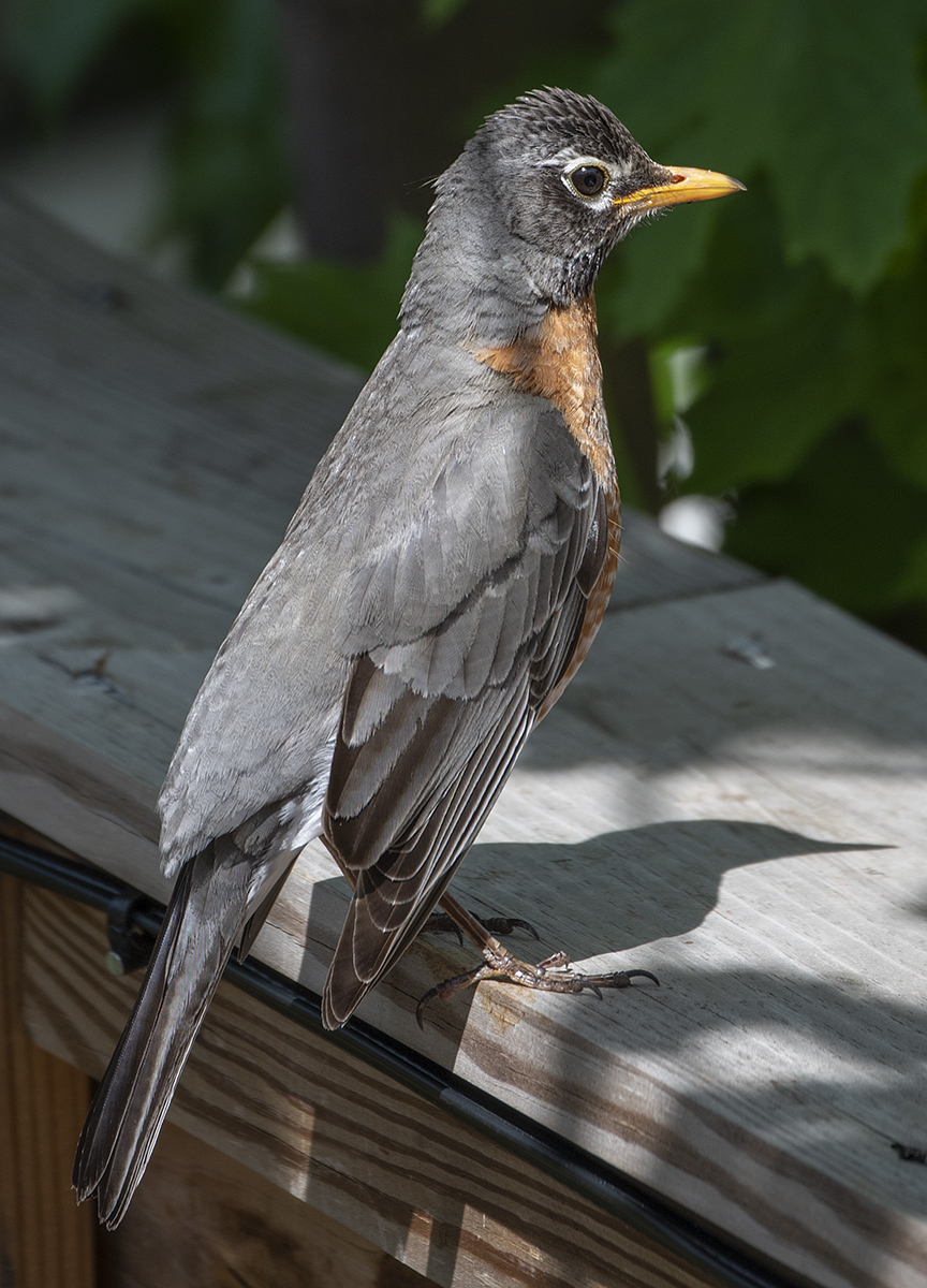 The contemplative robin