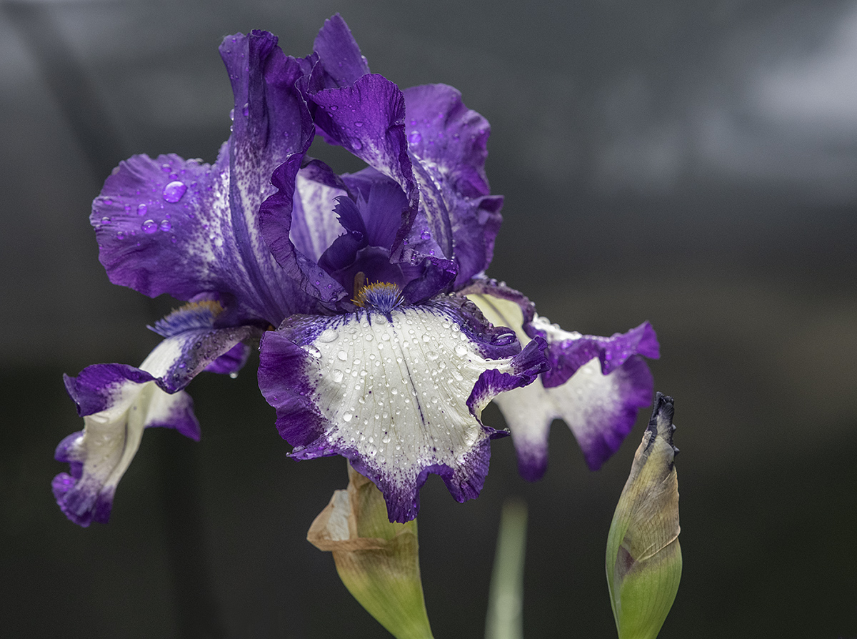 An iris not quite too far