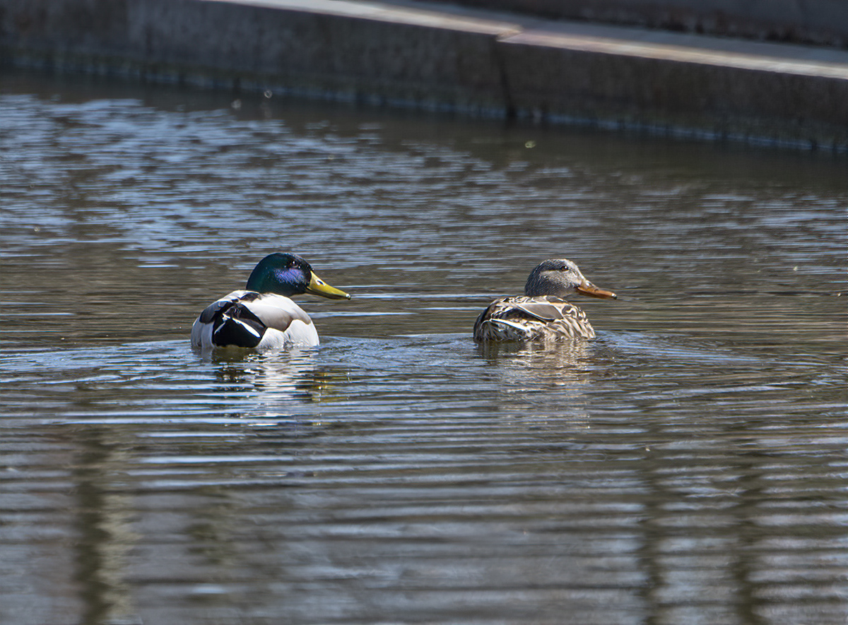 Synchronized