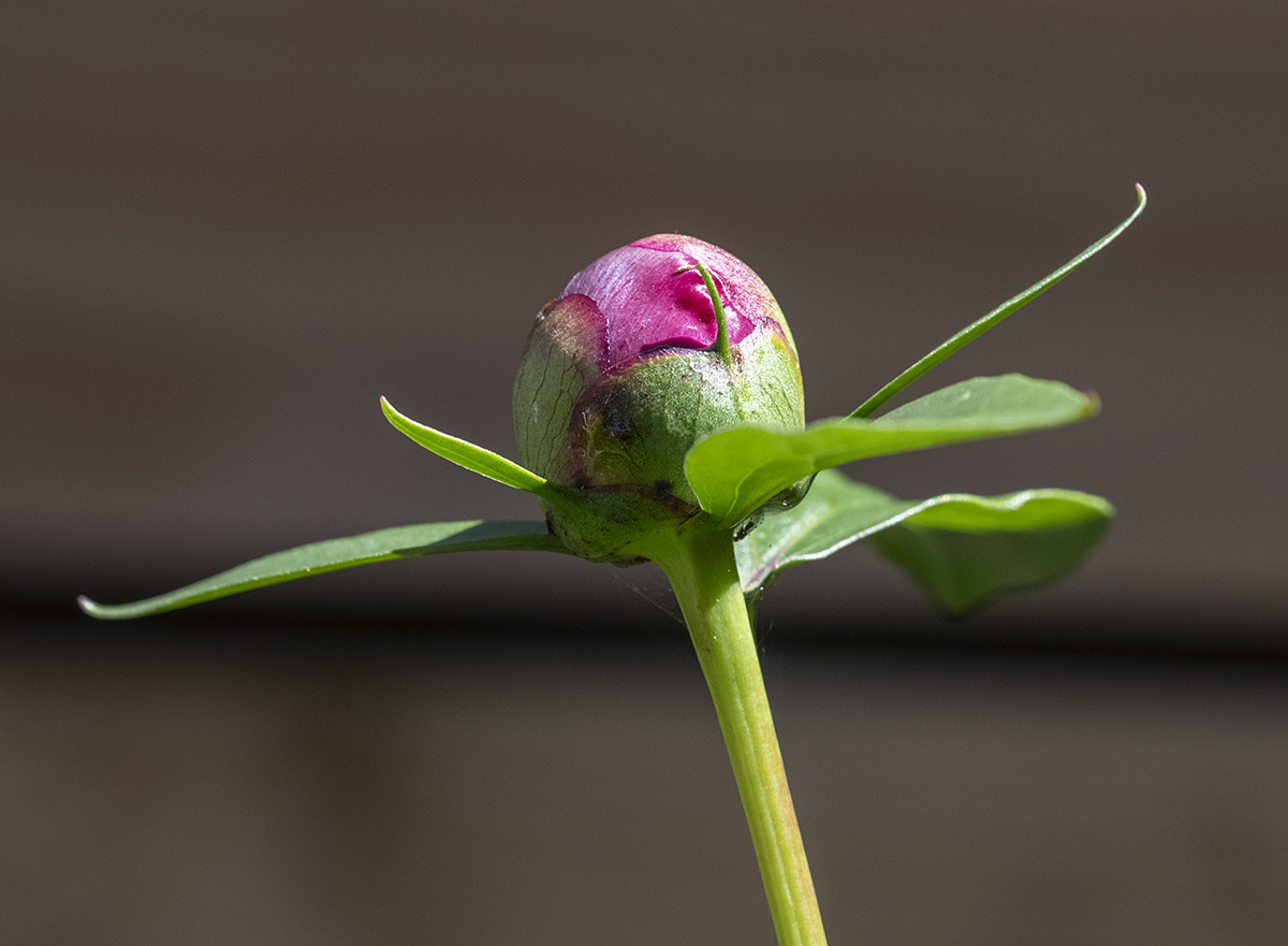The makings of a peony