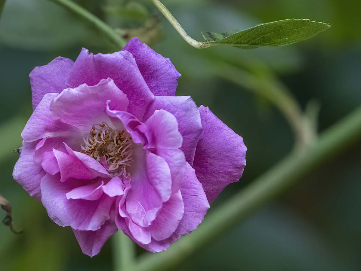 Odd rose out
