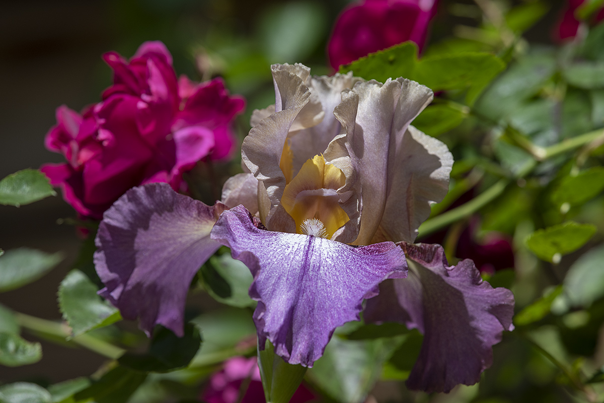 The iris that keeps on giving