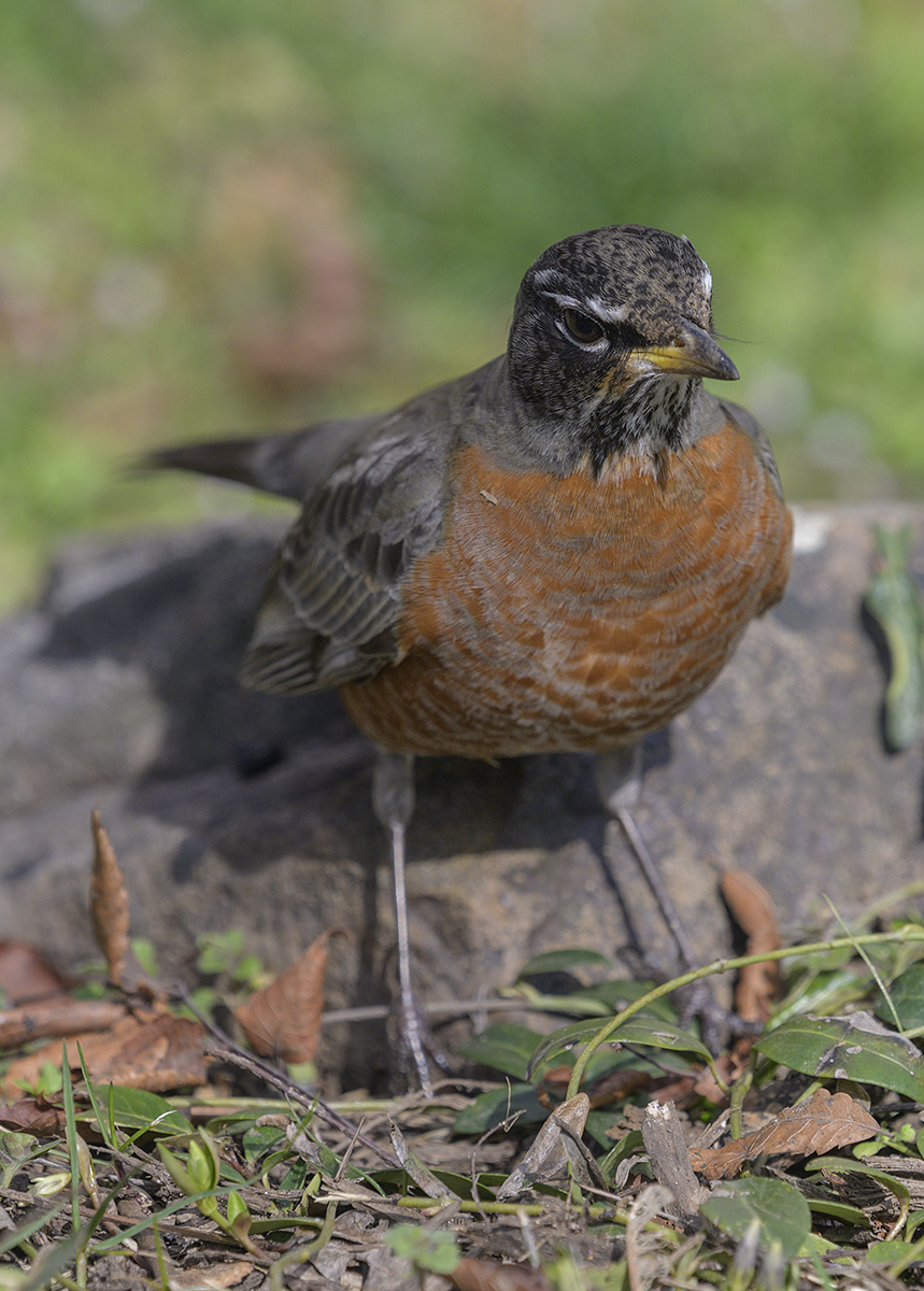 The pensive robin