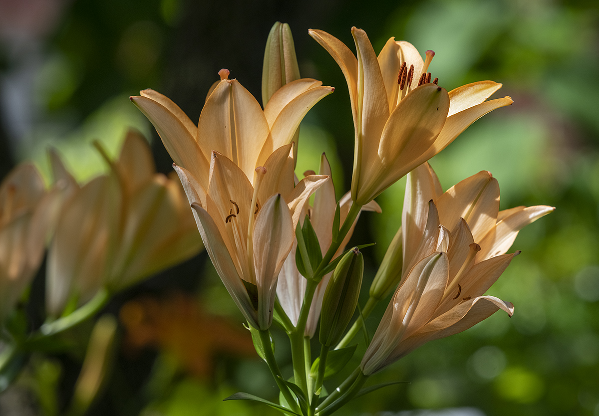 Protest lilies