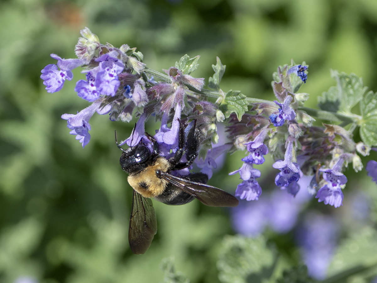 Supreme Court Bee