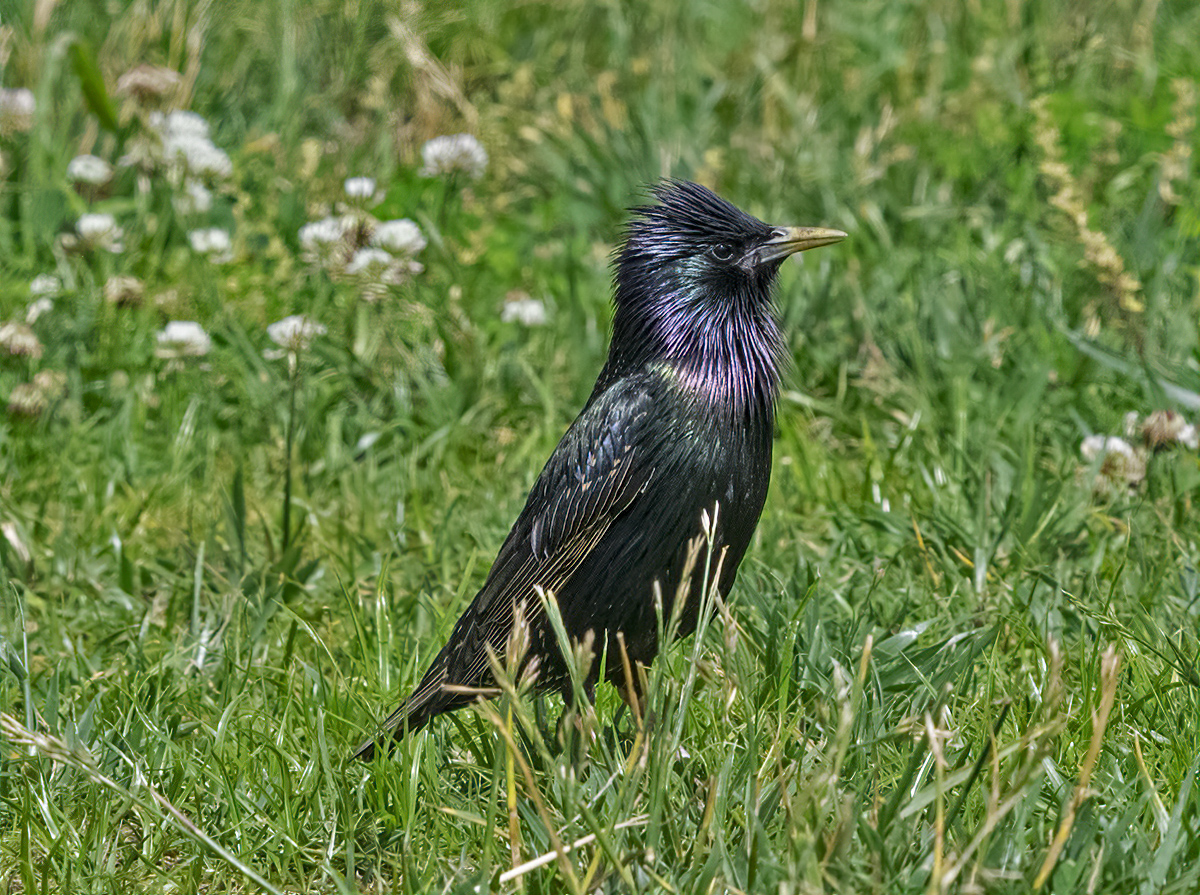 Punk starling