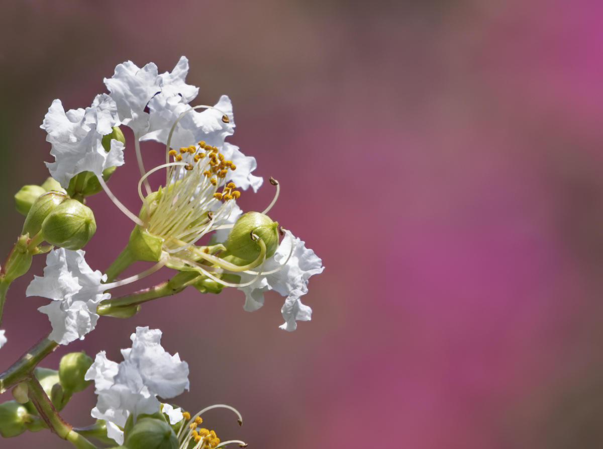 Competing blooms
