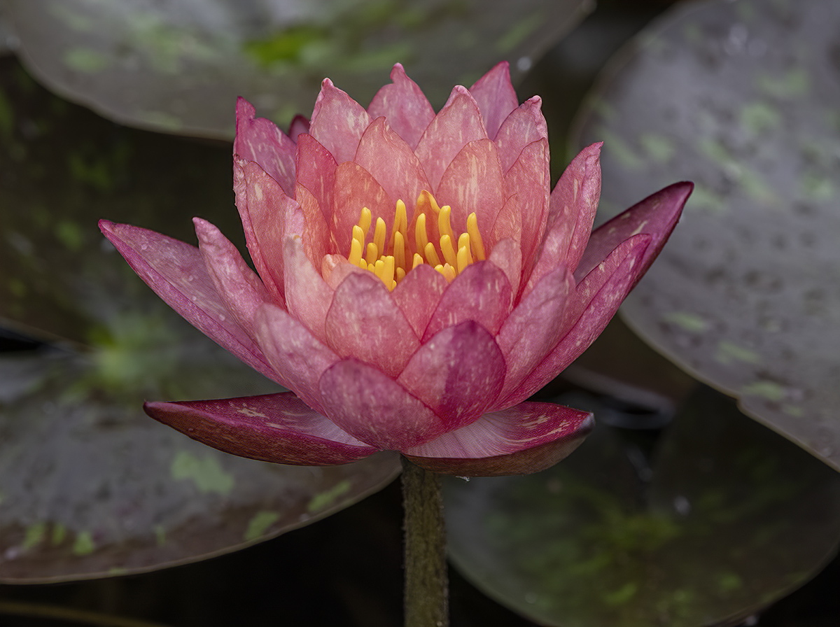 Tropical water lily