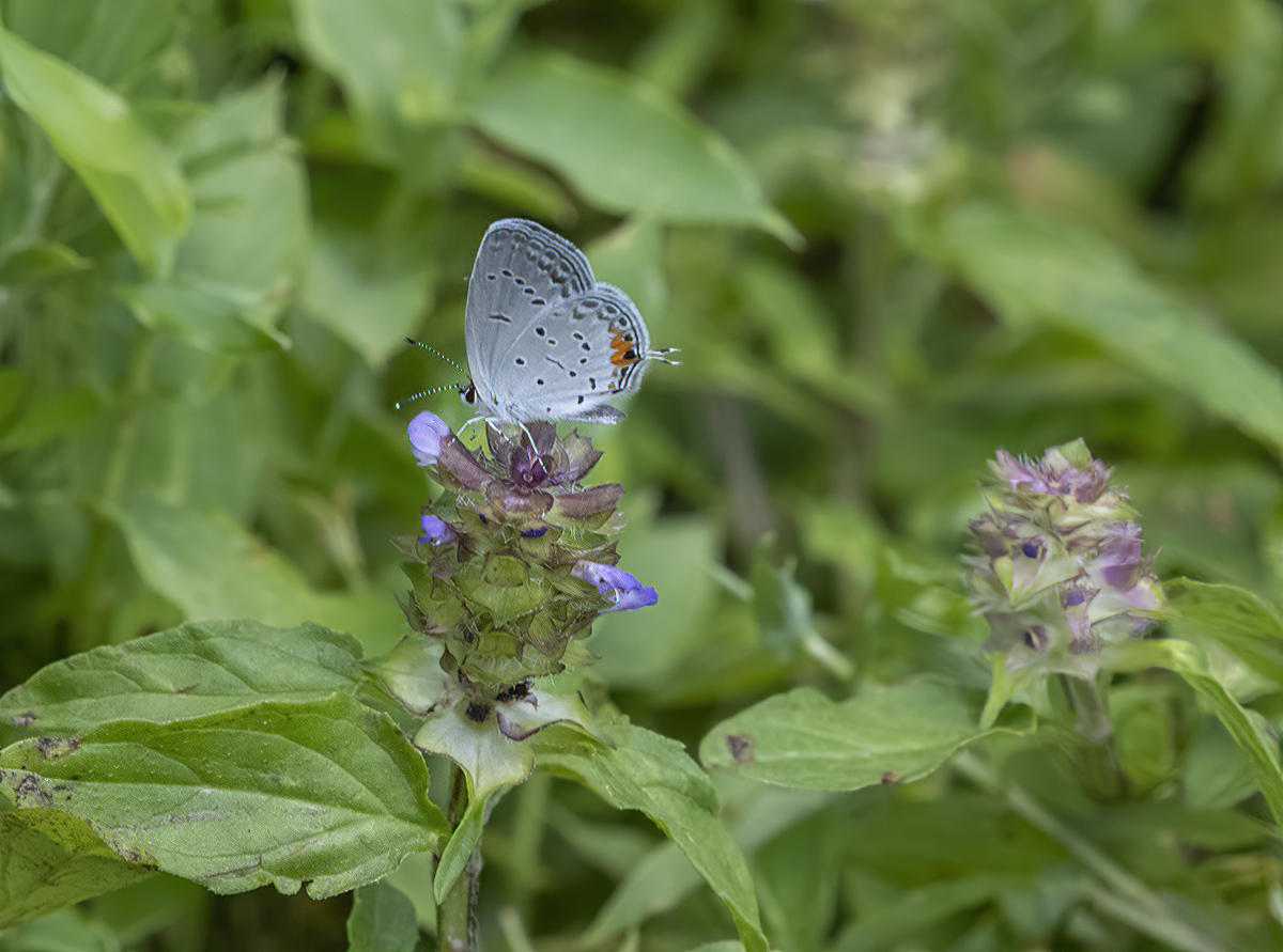 Blue butterfly