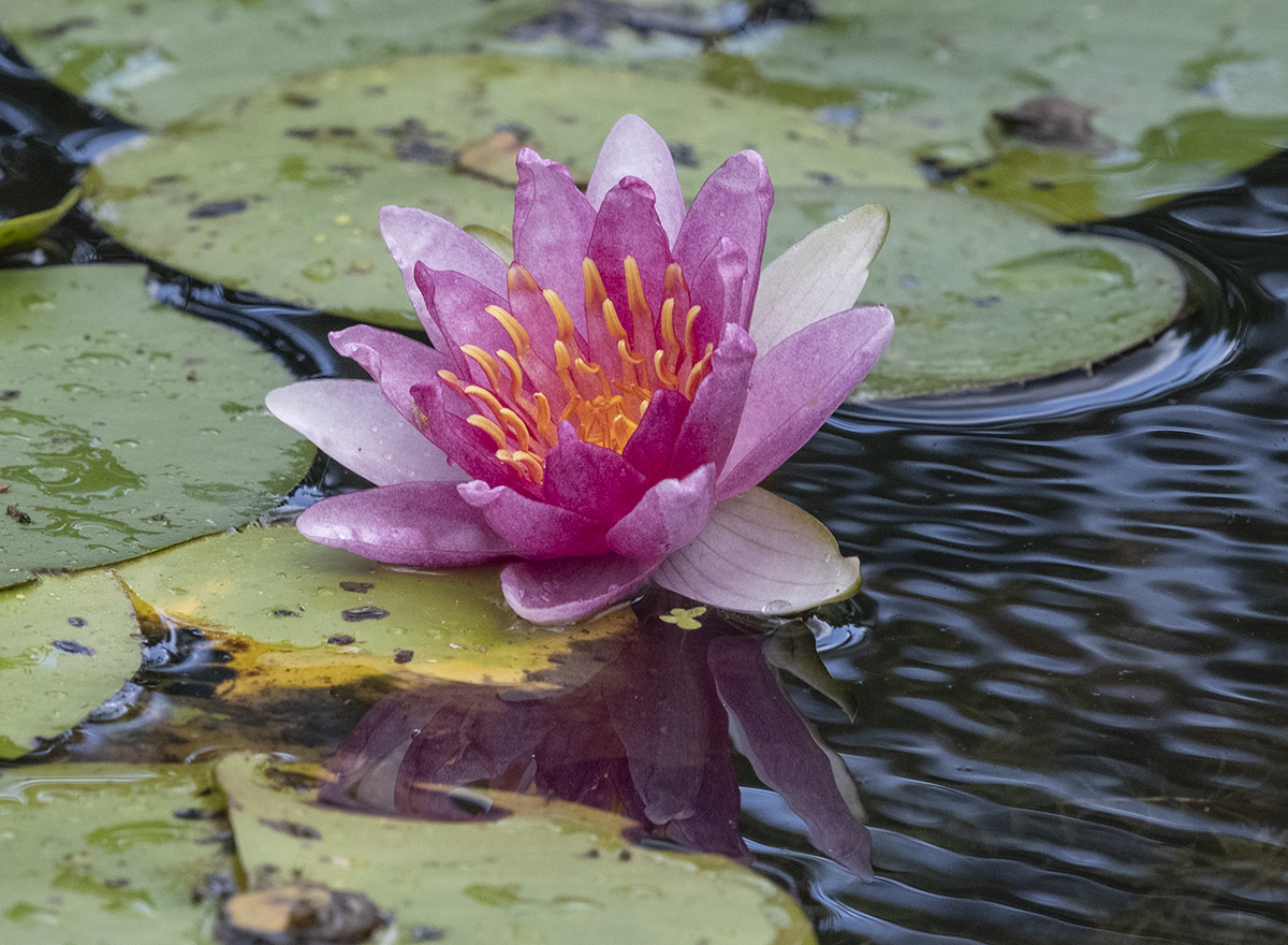 Tropical water lily