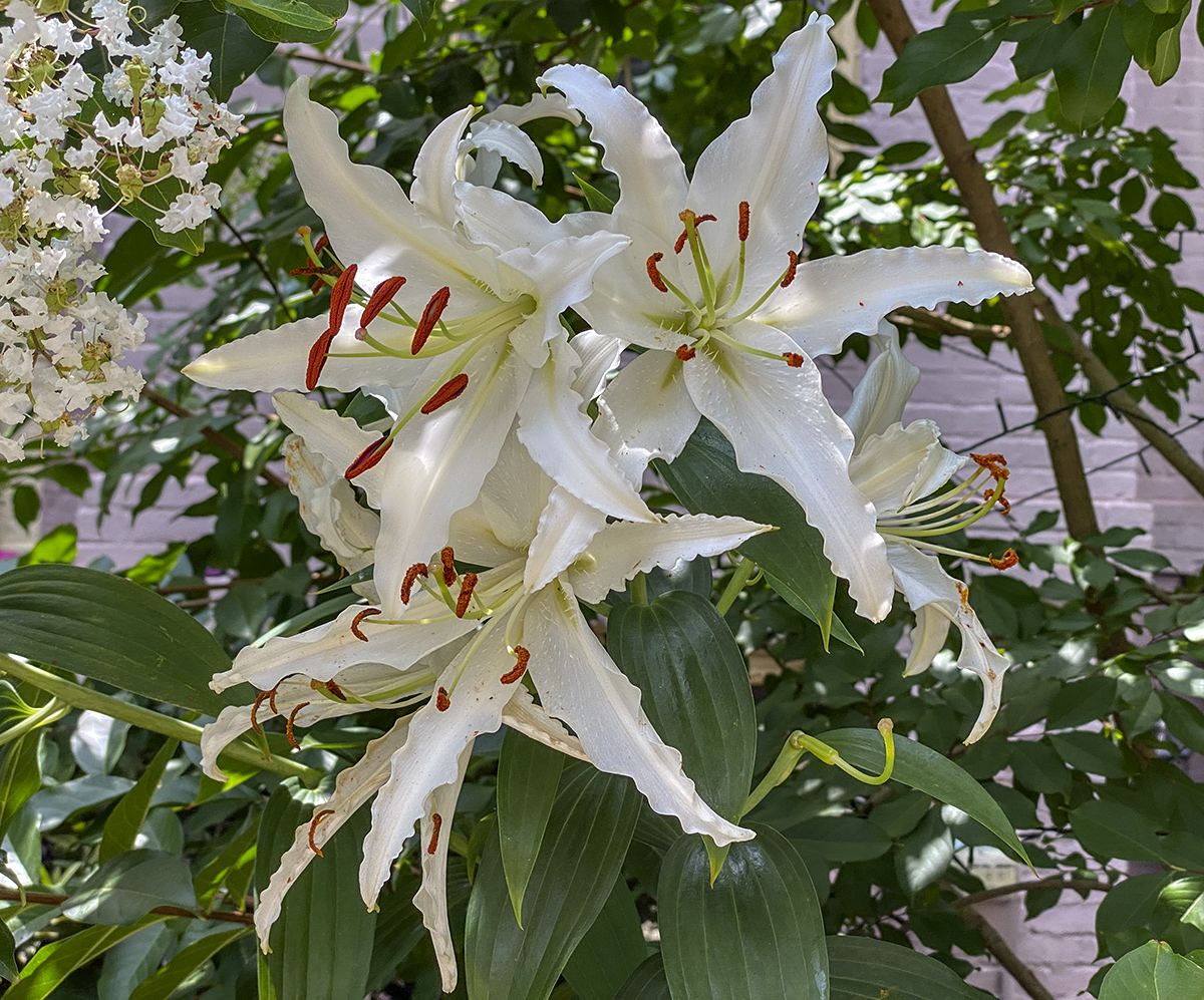 Lily explosion