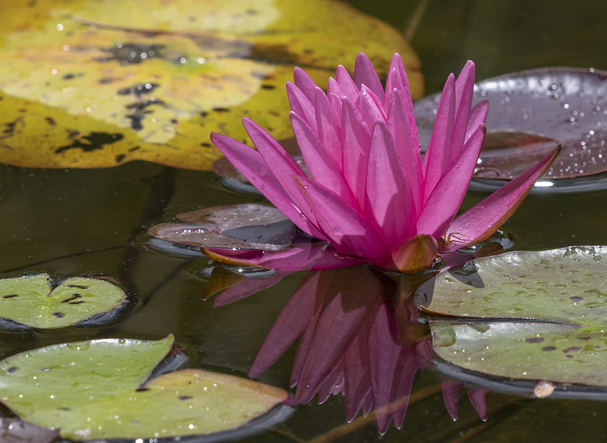 Tropical water lily