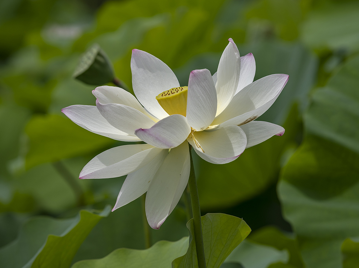 White lotus