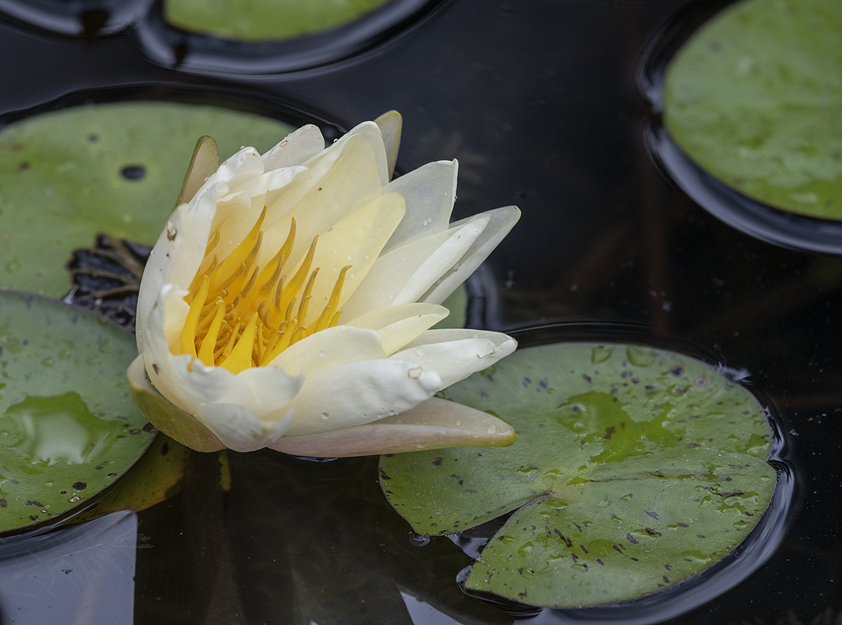 Tropical water lily