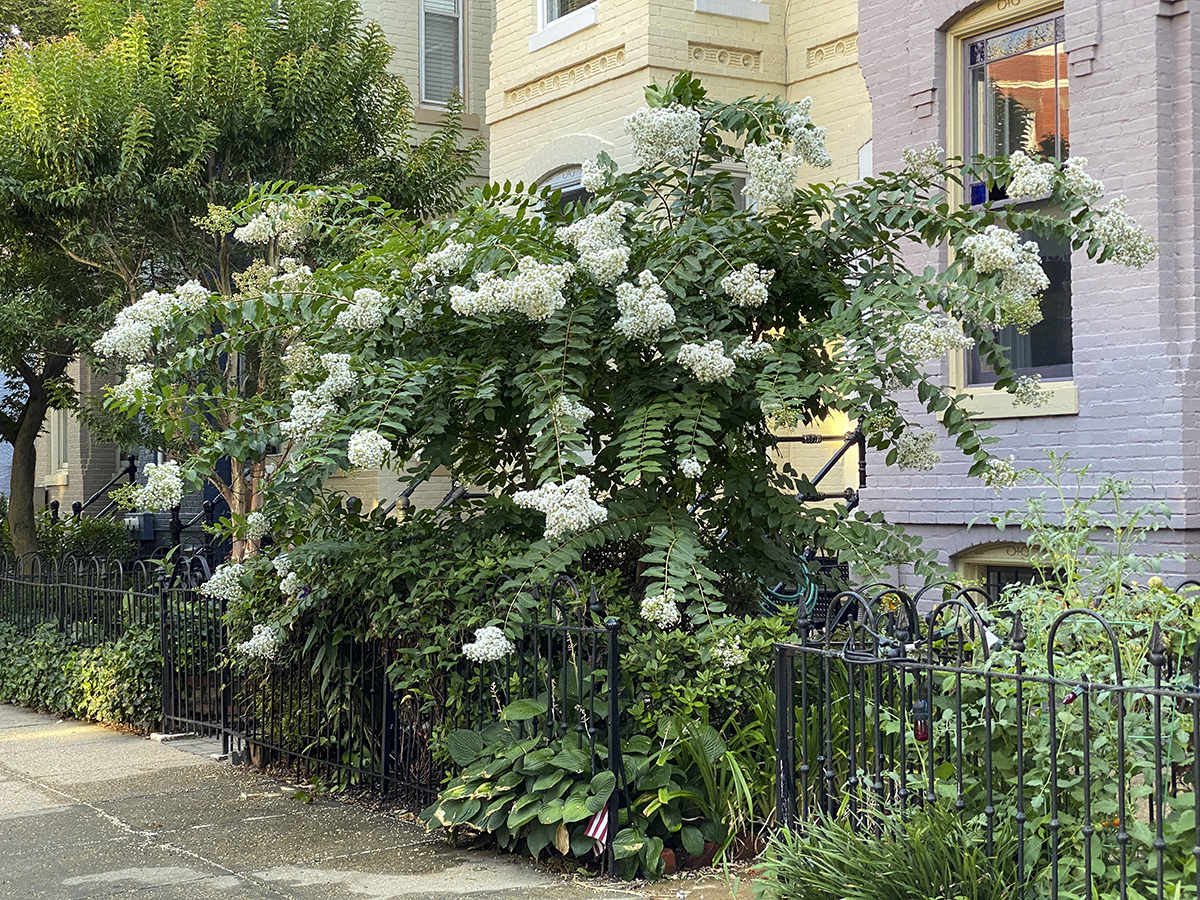 Crape myrtle bonanza (2)