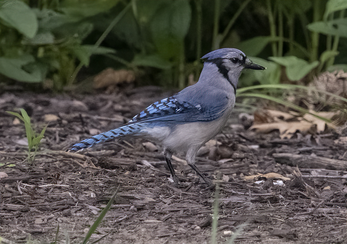 Busy blue jay