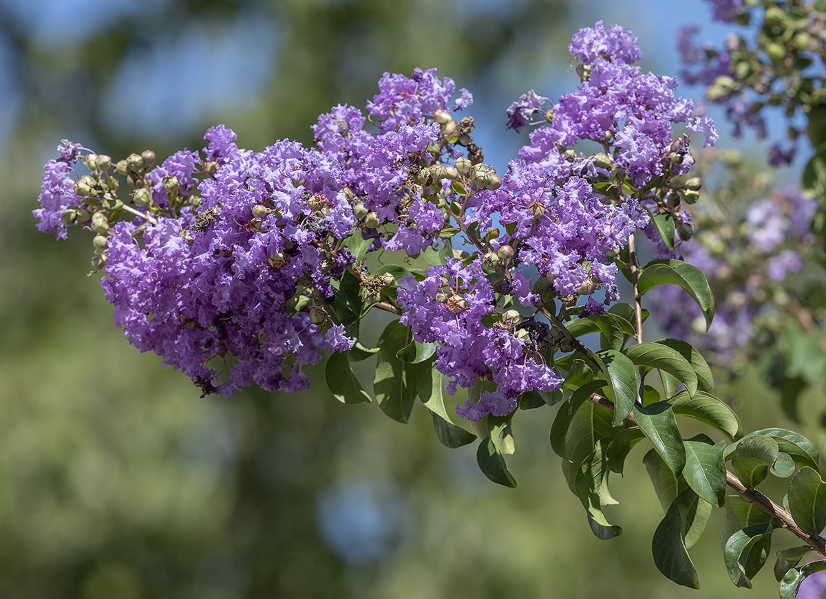 A most unusual crape myrtle