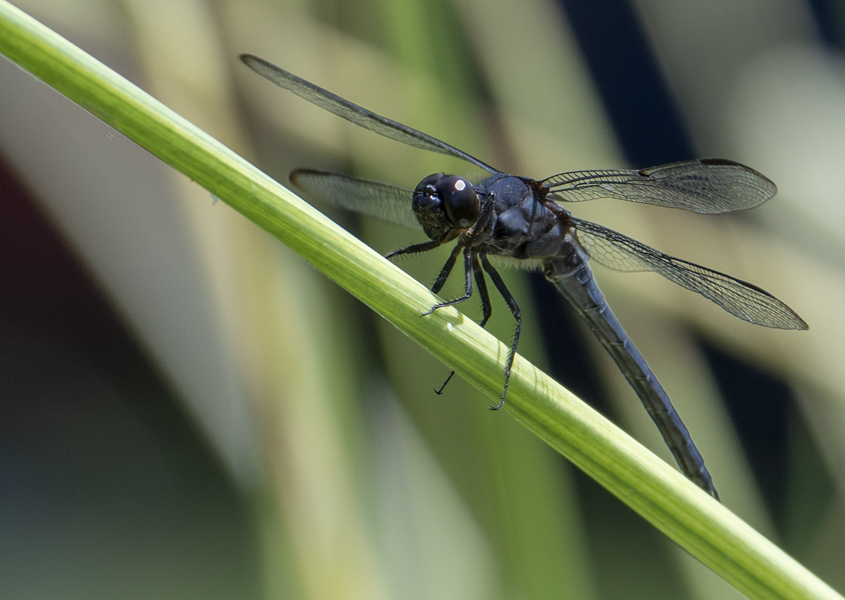 One last dragonfly