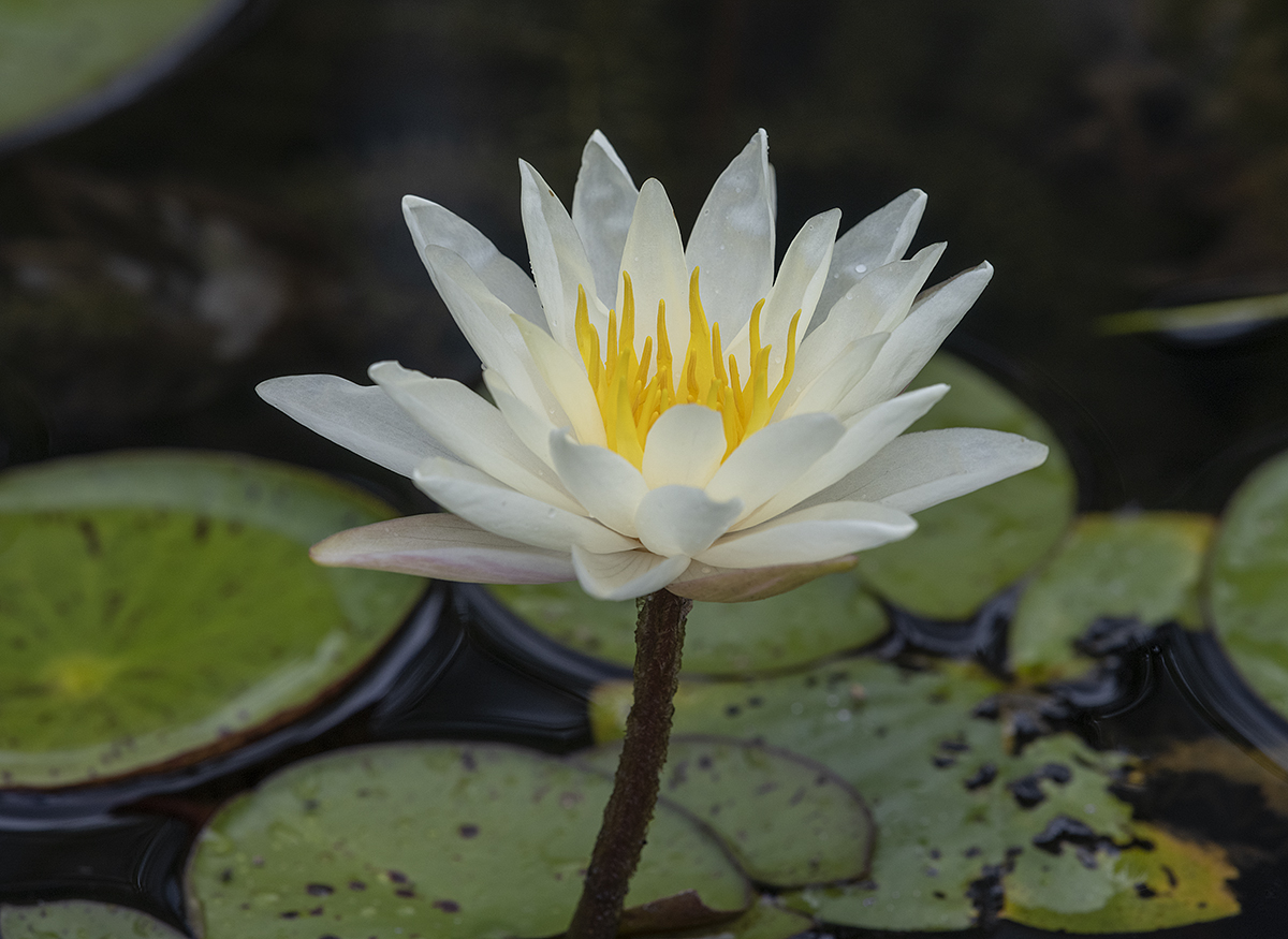 Tropical water lily