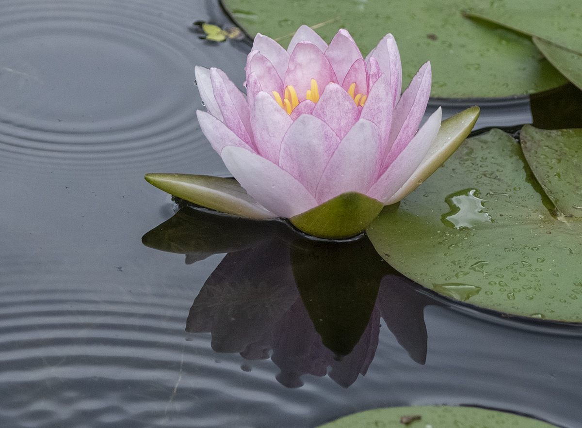 Tropical water lily
