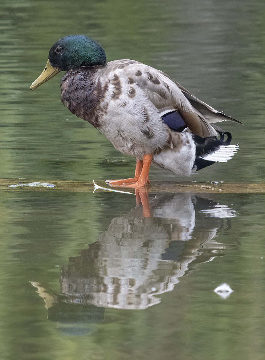 Contemplative mallard