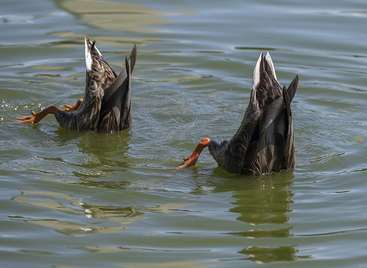 Synchronized