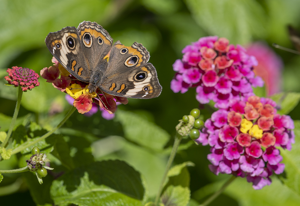 Lantana-loving butterfly