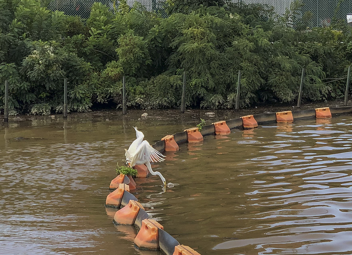 The acrobatic fisherman