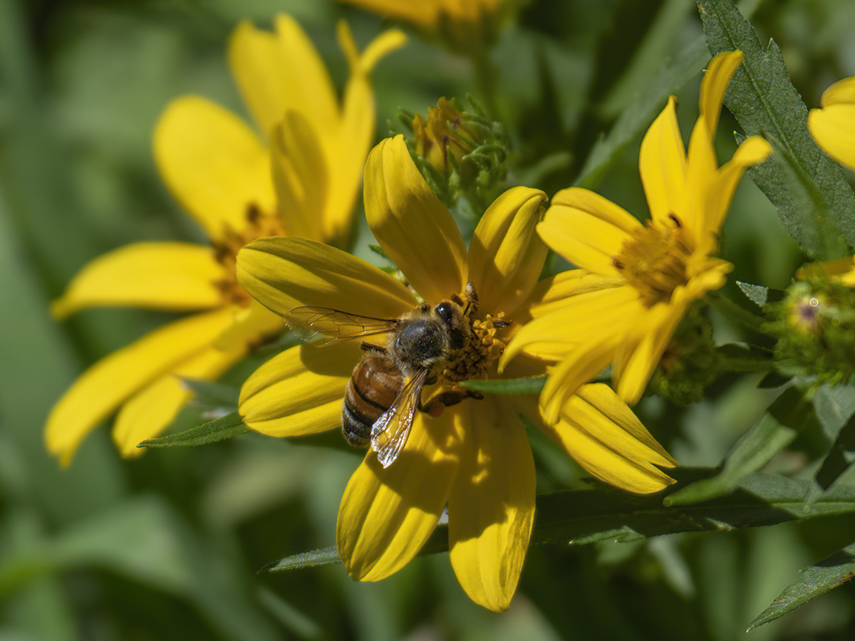 The lone bee