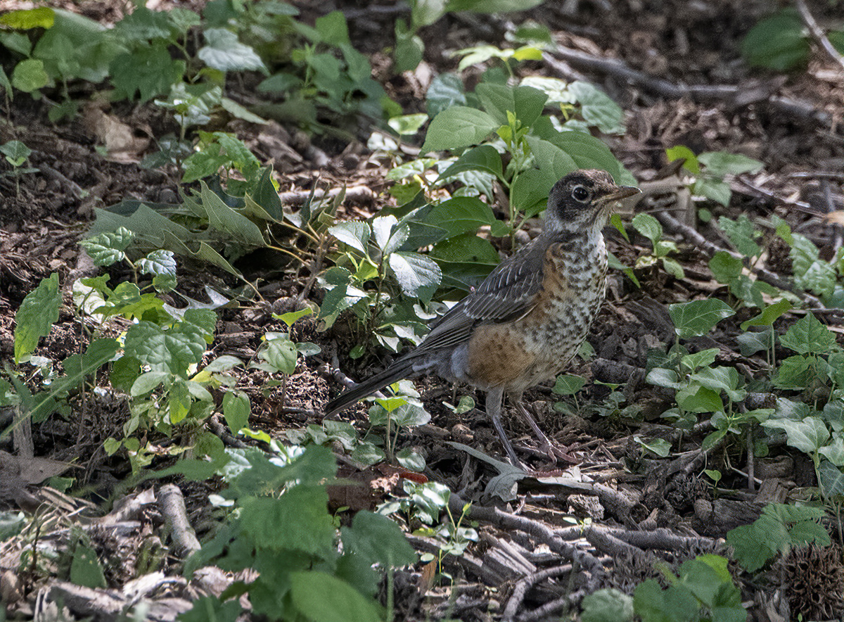The (only) Arboretum bird