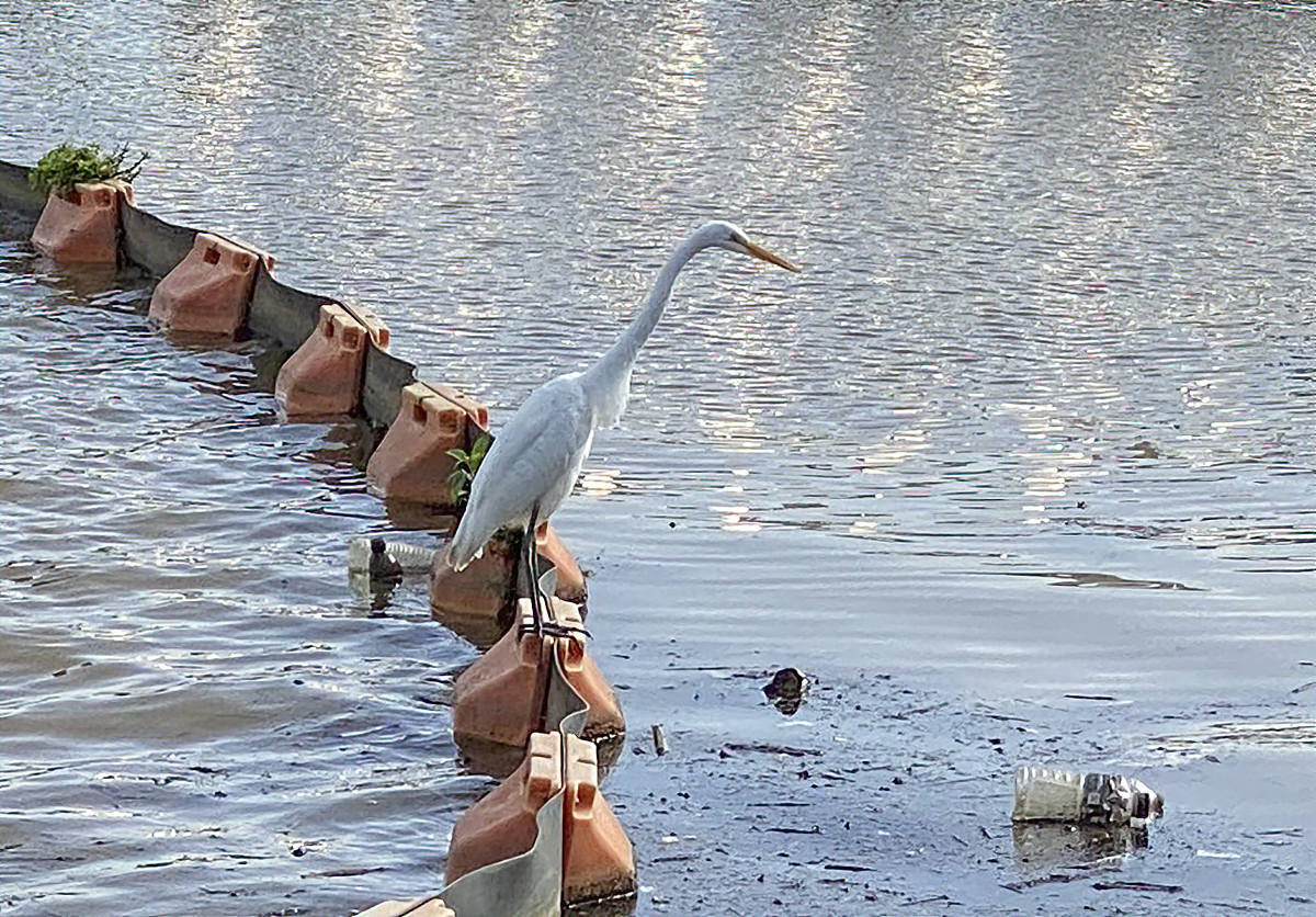 Egret and reflections