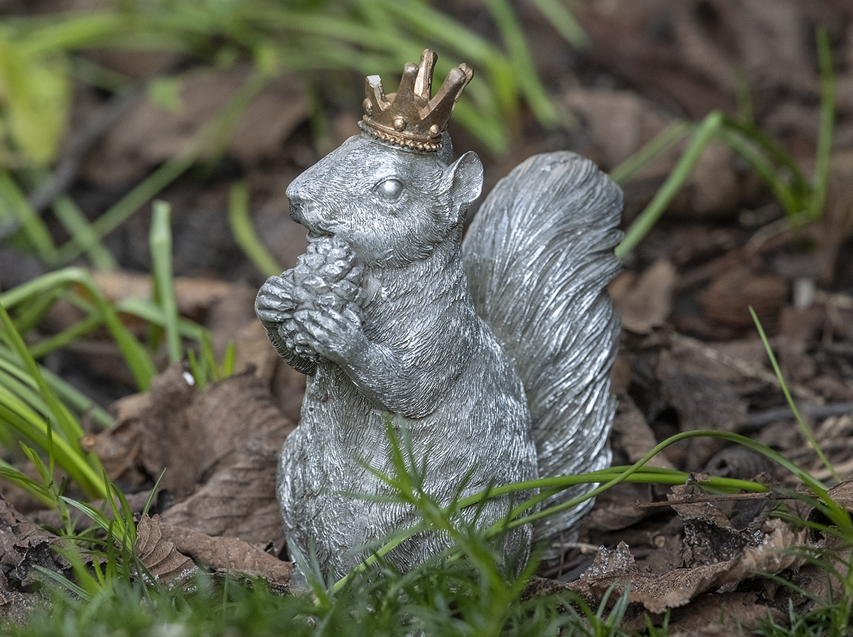 The cheeky squirrel