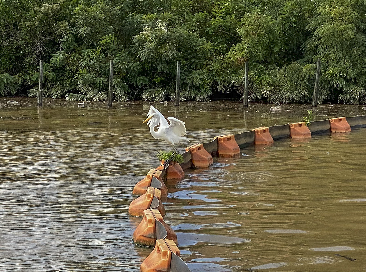 Egret celebrating his catch