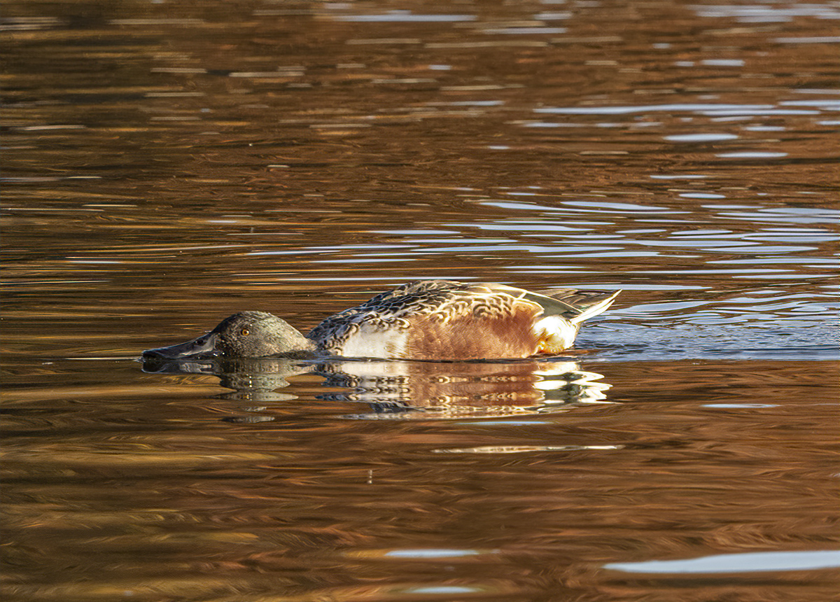 Shoveling in fall reflections