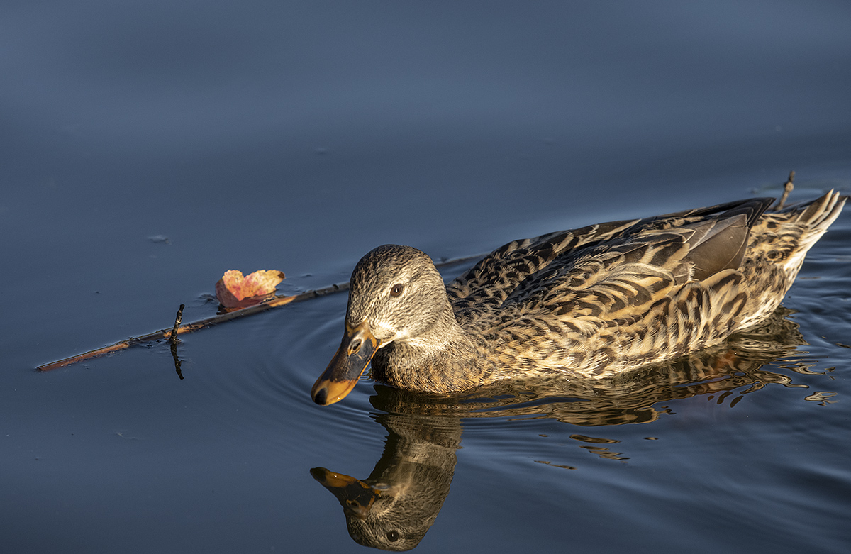 The poetic mallard
