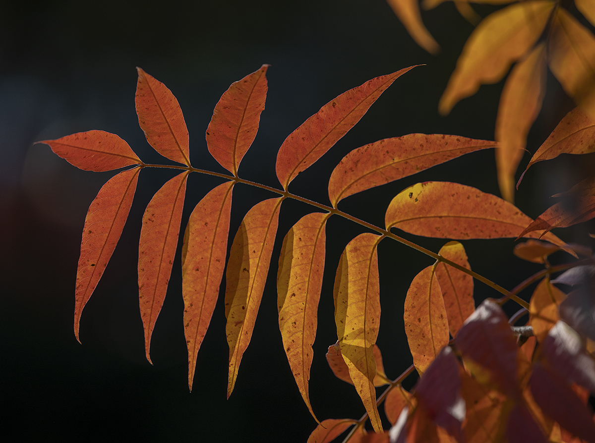Last days of fall
