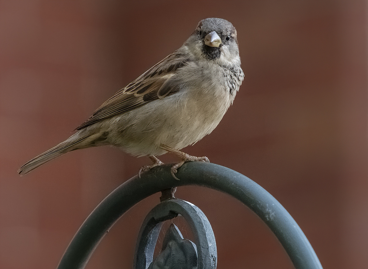 You lookin at me?