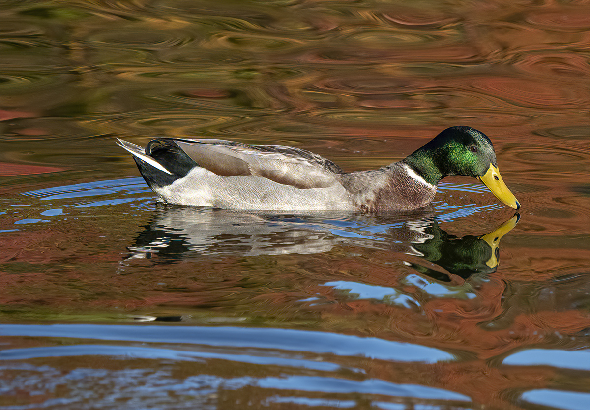 Mallard enjoying the colors