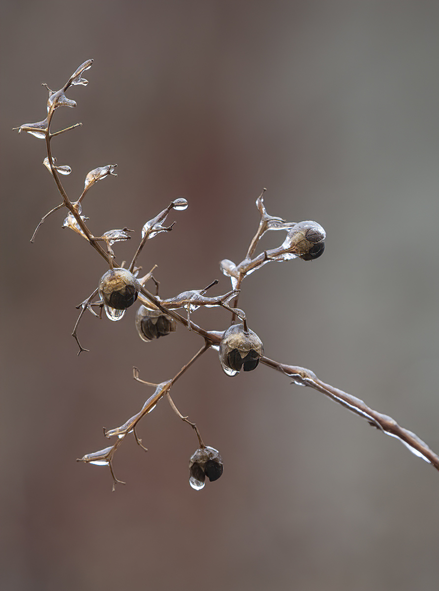 The thaw