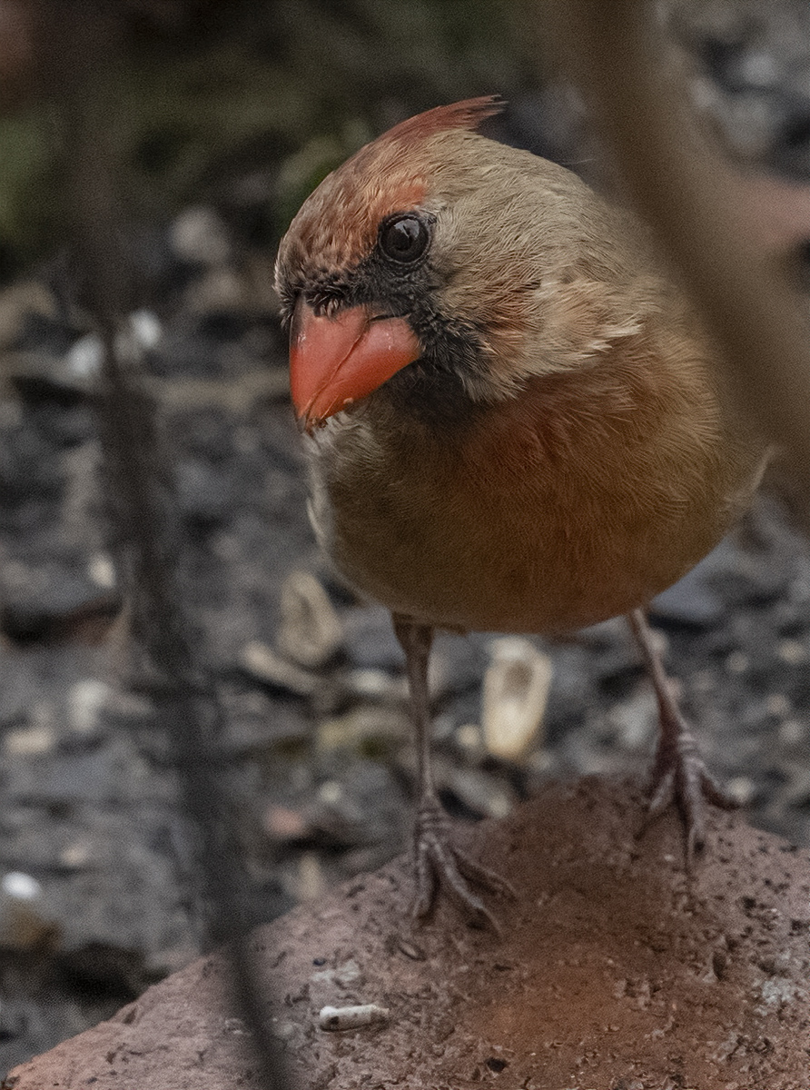 The inquisitive cardinal