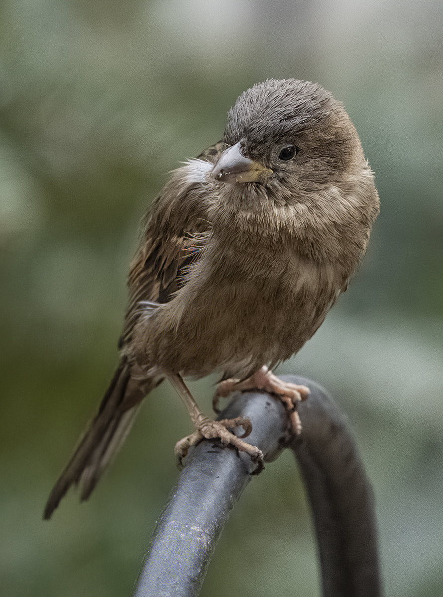 Sparrow on our fence