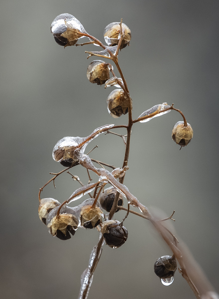 Our poor crape myrtle
