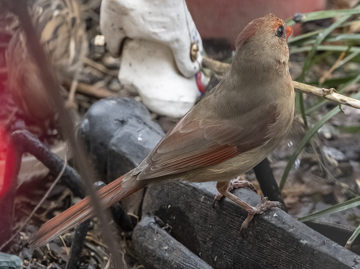 The subtle beauty of Mrs. Cardinal