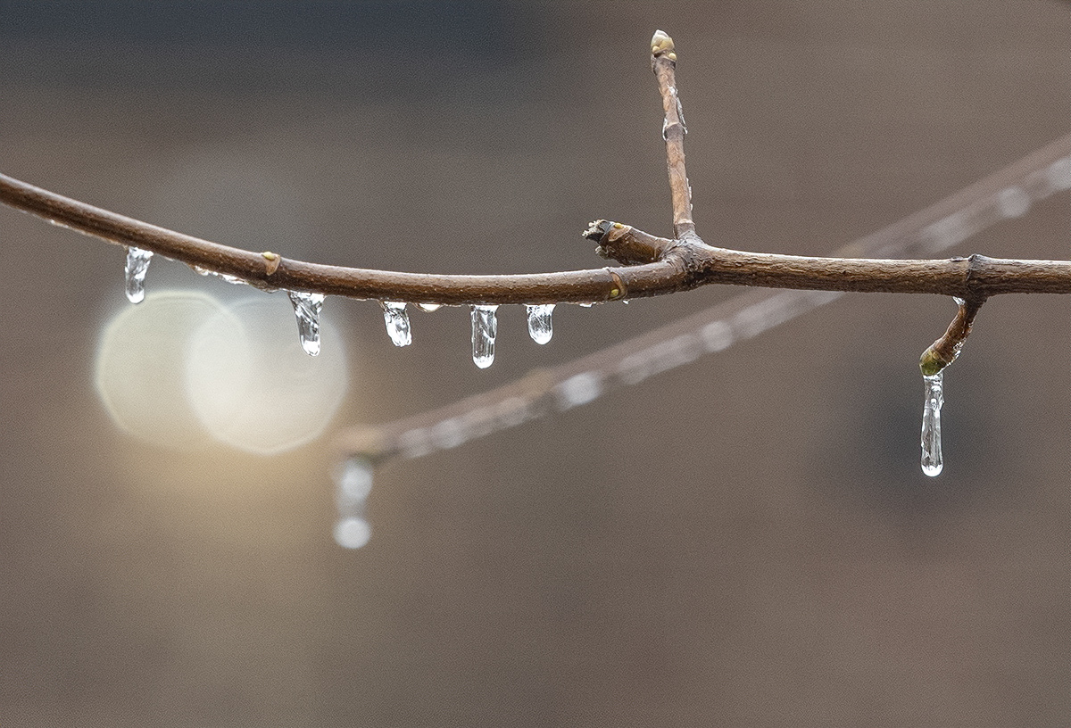 Bejeweled tree